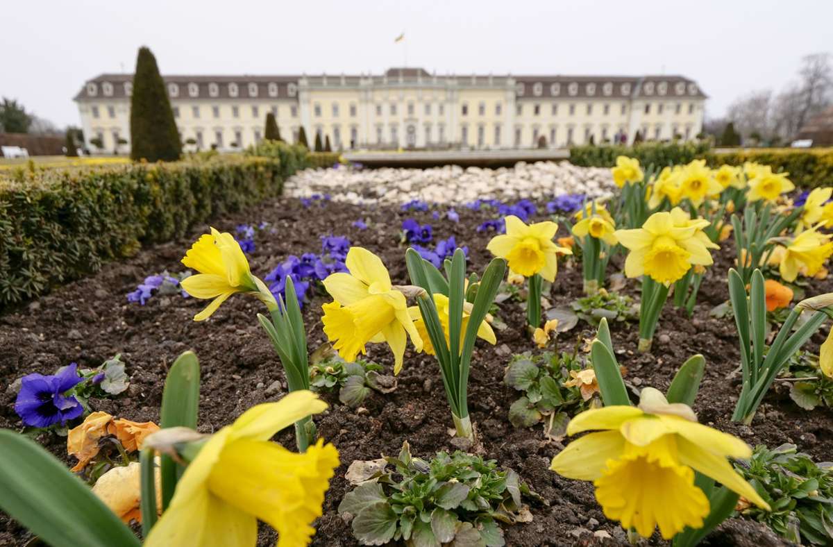 Erste Frühlingsboten grüßen die Besucher im Blühenden Barock in Ludwigsburg.