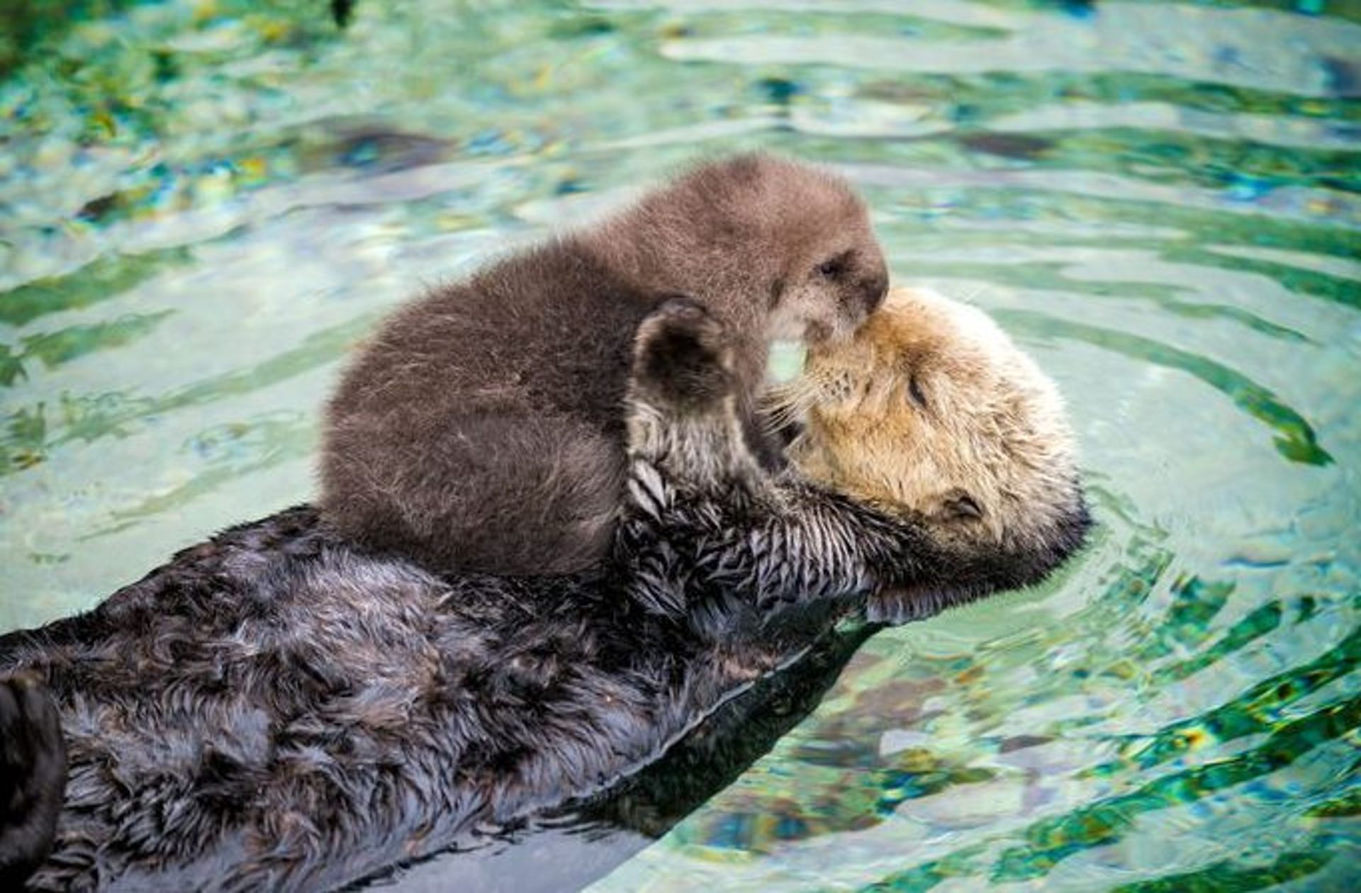 Baby Otter Entspannt Sich Auf Mamas Bauch Baby Otter Entspannt Sich Auf Mamas Bauch