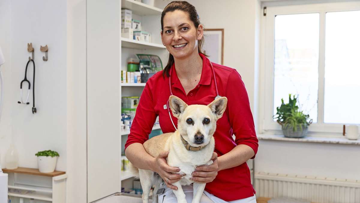 Kostenloses Angebot in Holzgerlingen: Tierarztpraxis kümmert sich um ukrainische Vierbeiner