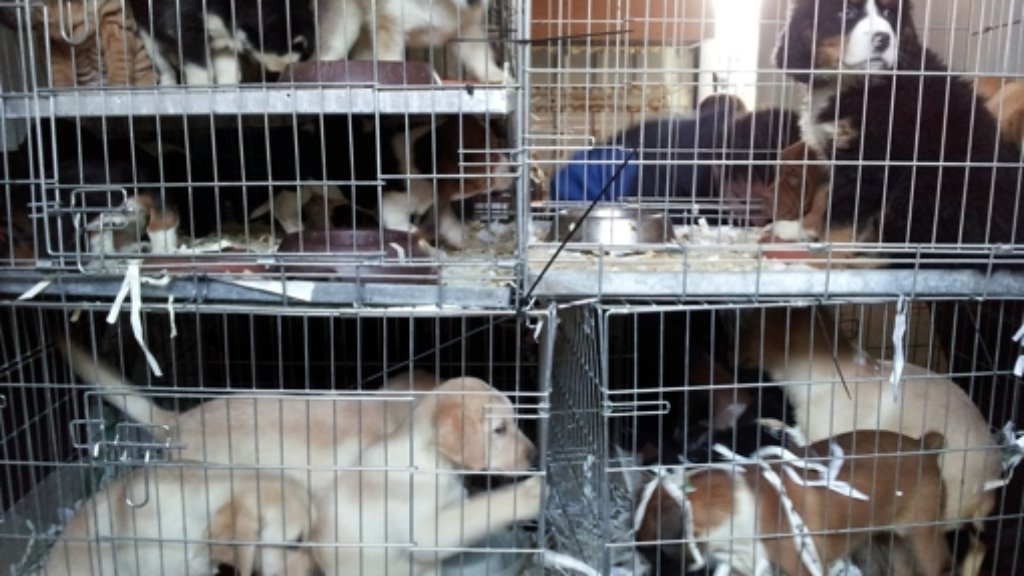 Karlsruhe: Tiertransporter mit 160 Welpen von der Polizei gestoppt