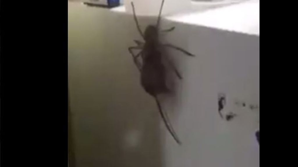 Ekel-Video auf Facebook: Riesen-Spinne frisst Maus