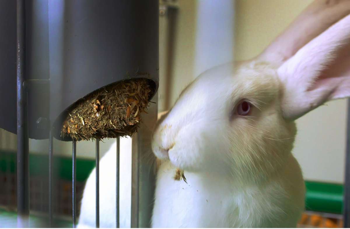 Umweltschonend: Für Kaninchen muss kein  Futter angebaut werden. Foto: Bauer Kaninchen