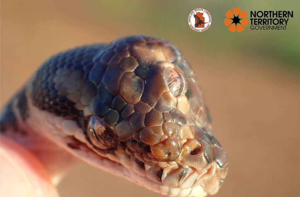 Das undatierte Bild zeigt eine Schlange der Gattung Rautenpython mit einem zusätzlichen Auge auf der Kopfmitte.