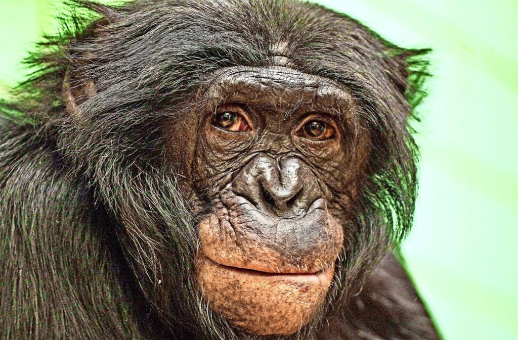 Bonobo-Mann Zorba in der Wilhelma im Juli 2009. Zorba war ein echter Therapiefall. Aufgewachsen bei Menschen musste er erst lernen Affe zu sein und seinen Platz unter seinen Artgenossen zu finden.