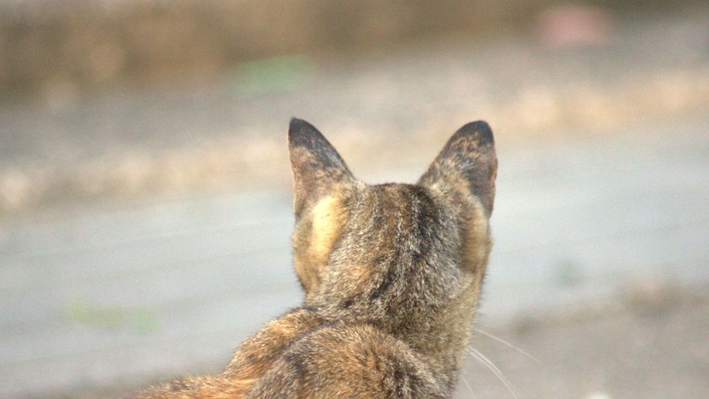 Tierquäler in Öhringen unterwegs: Unbekannte schießen mit Luftgewehr auf Katze