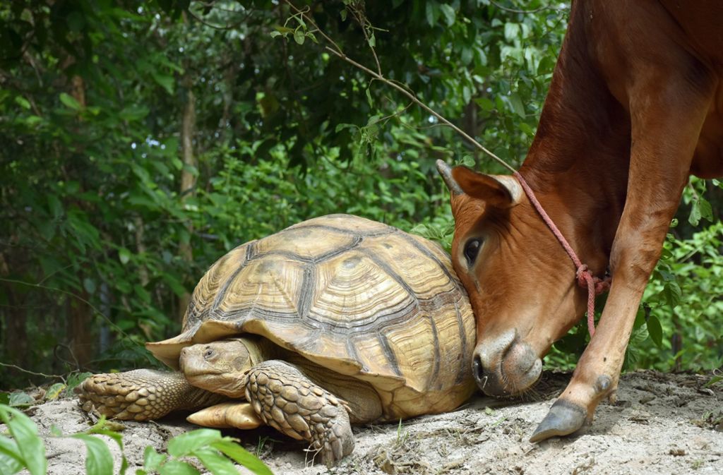 In einer thailändischen Tier-Auffangstation kamen sich die Riesenschildkröte Leonardo und das Rind Simon näher.