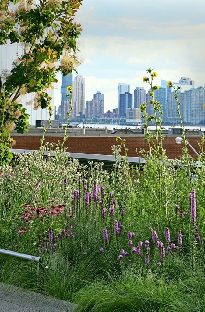 Von Piet Oudolf gestalteter öffentlicher Park The High Line in New York, der sich über mehrere Stadtviertel hinweg erstreckt. Prachtscharte, yukkablättriges Mannstreu und Kompass-Pflanze blicken hier über den Hudson-River.