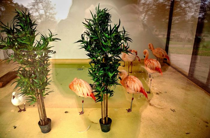 Tierhaltung in Stuttgart: Darum sind die Flamingos am Killesberg im Winterquartier