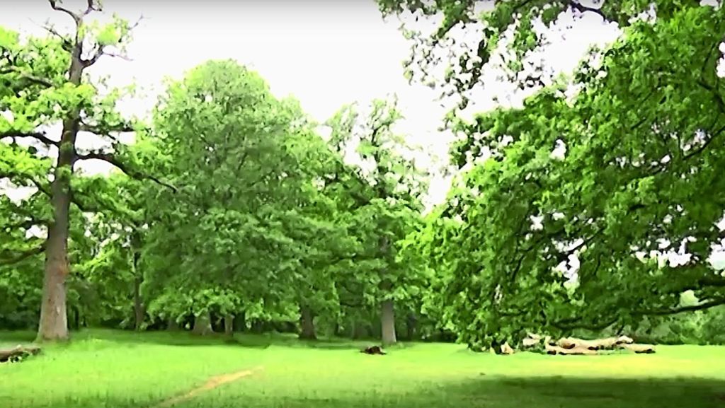 Naturschutzgebiet in Sillenbuch: Das Kleinod Eichenhain in zwei Kurzfilmen