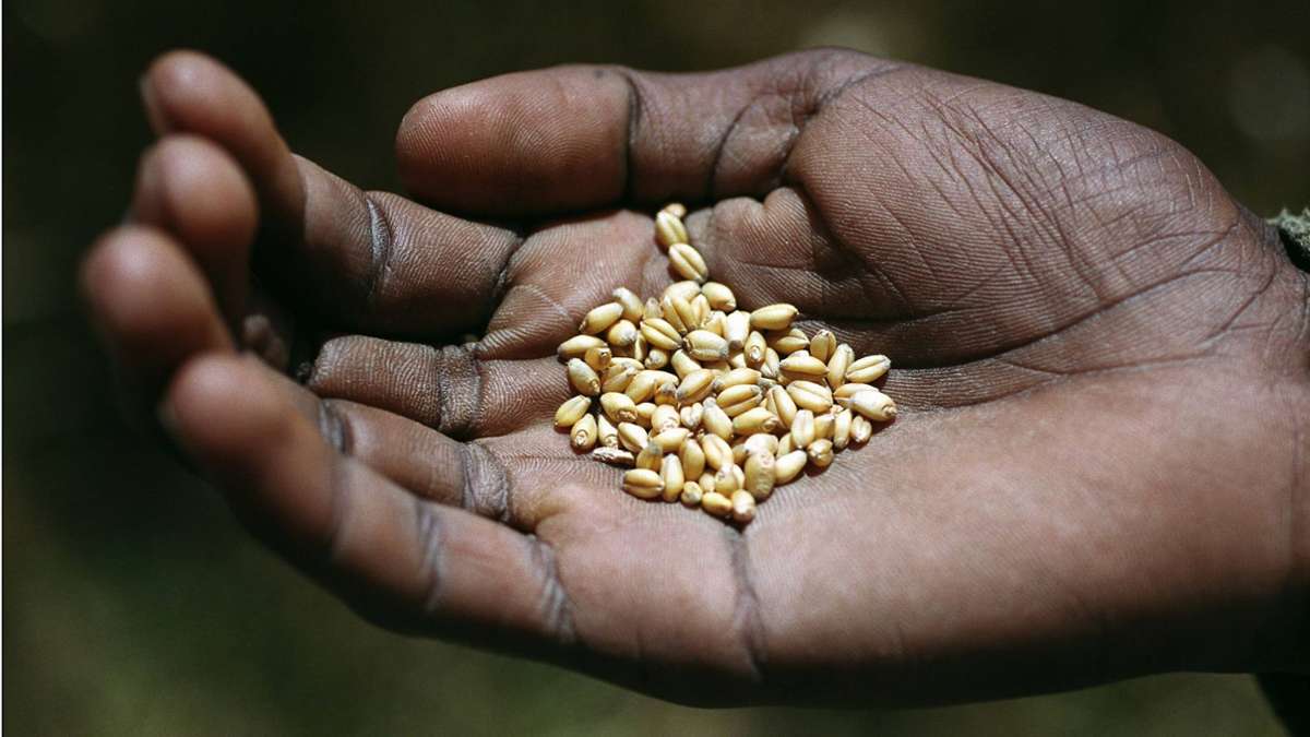 UN-Organisation: Ernährungskrise in Teilen Afrikas verschärft sich