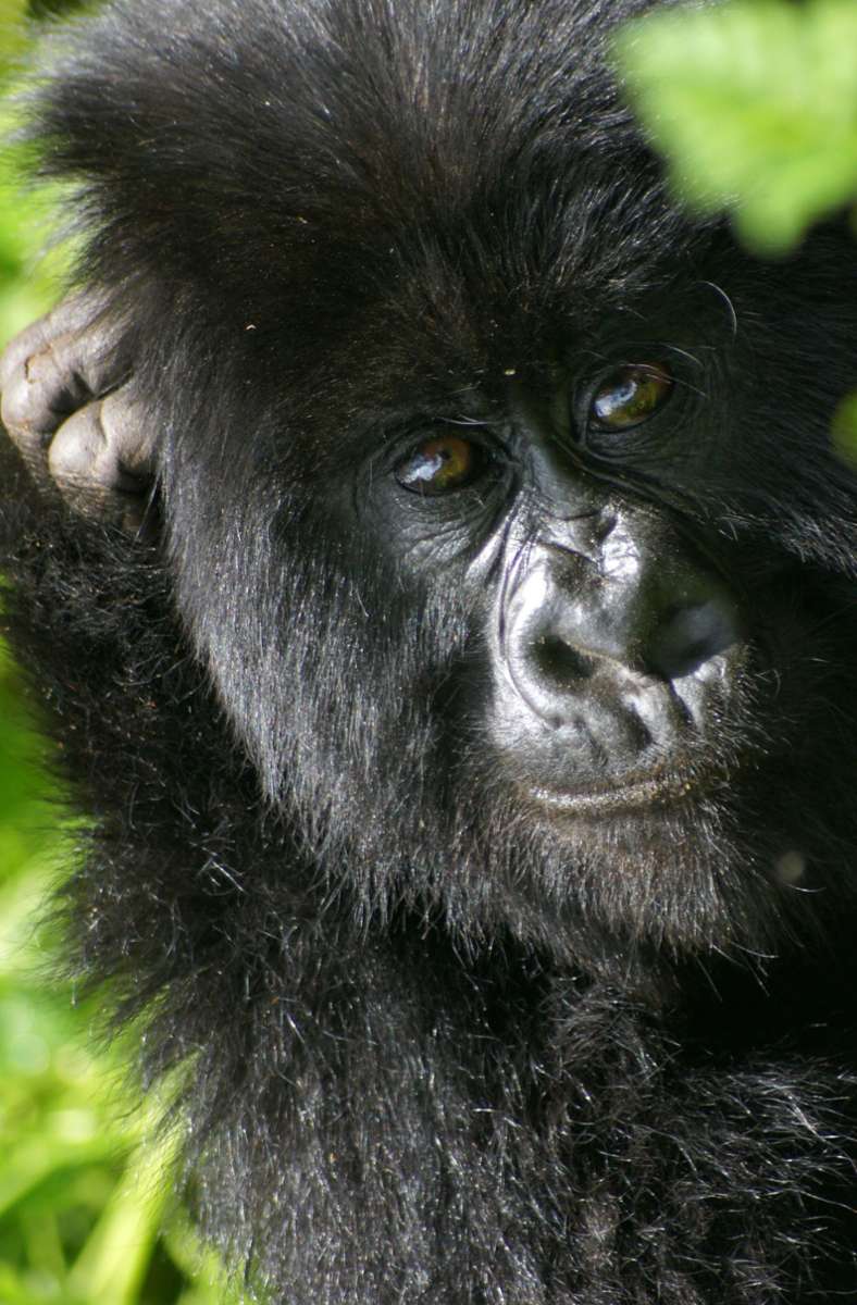 Baby-Gorilla im Virunga-Nationalpark.