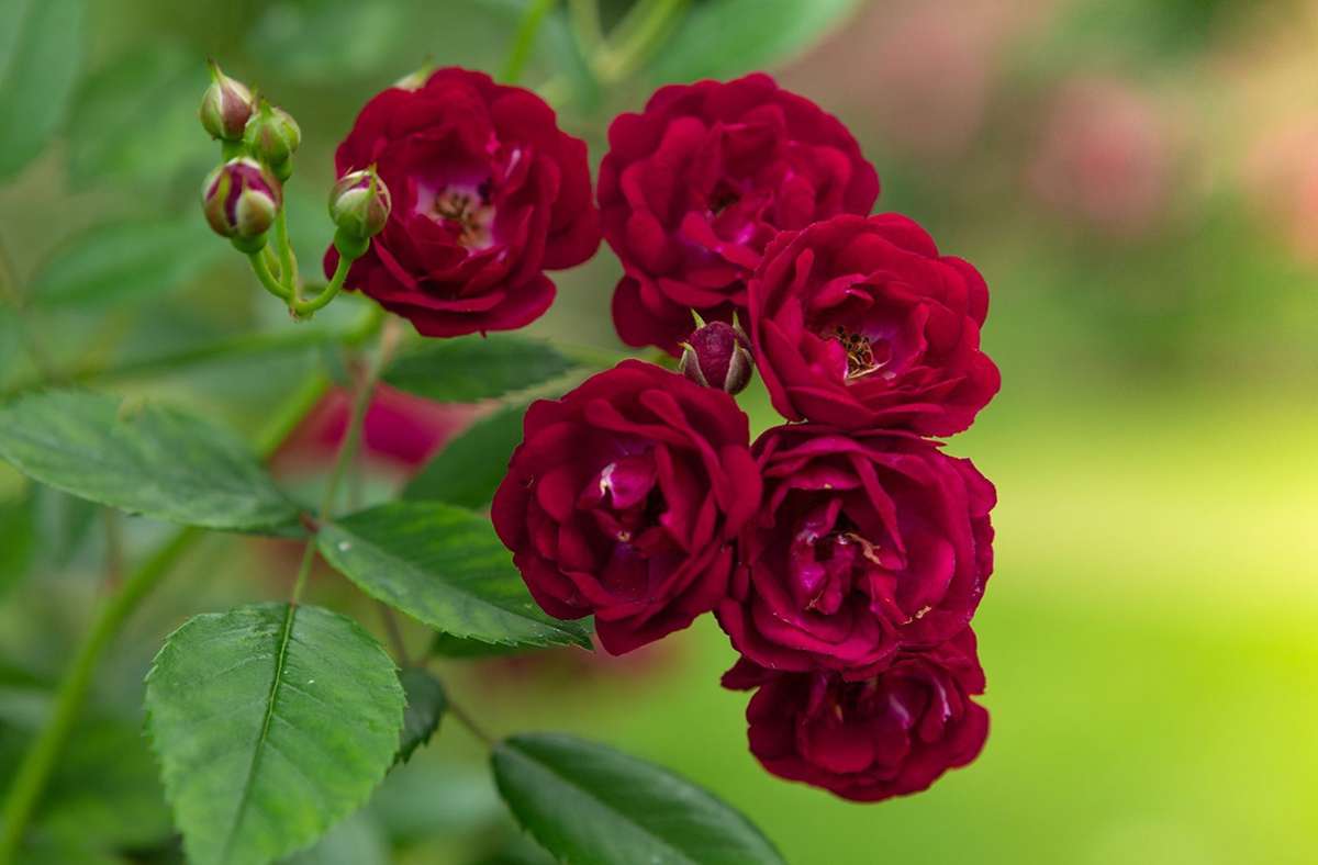 Mehrfach ausgezeichnete Rosenneuheit, Kletterrose: „Perennial Red Domino“.