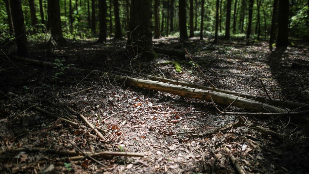 Dürre, Hitze und Schädlinge: Landesregierung will Waldbesitzern im Kampf gegen Dürre helfen