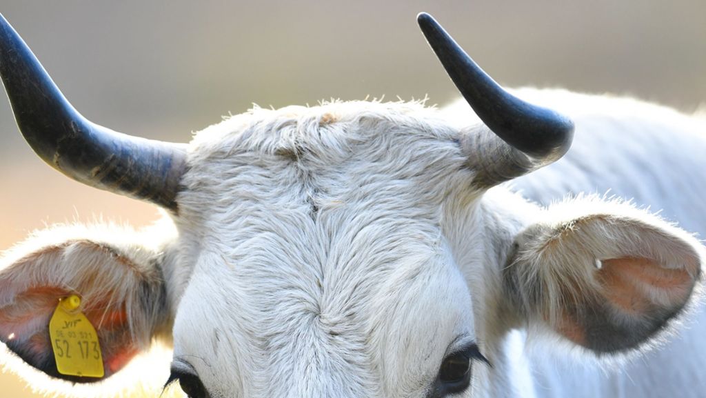 Tierischer Alarm in Grafenau: Ausgebüchste Rinder halten  Polizei auf Trab