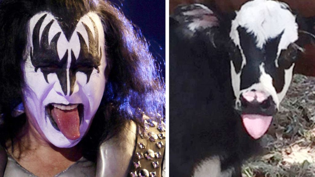 Gene Simmons: Tierischer Doppelgänger von Kiss-Sänger
