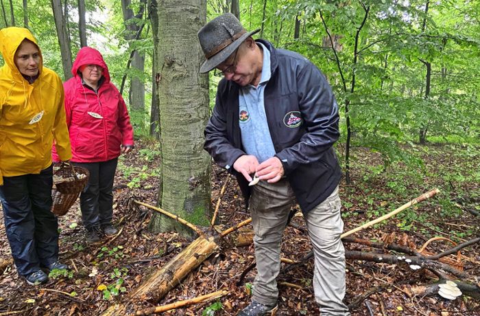 Pilze im Kreis Esslingen: Das Sammeln im Wald wird zum Trend