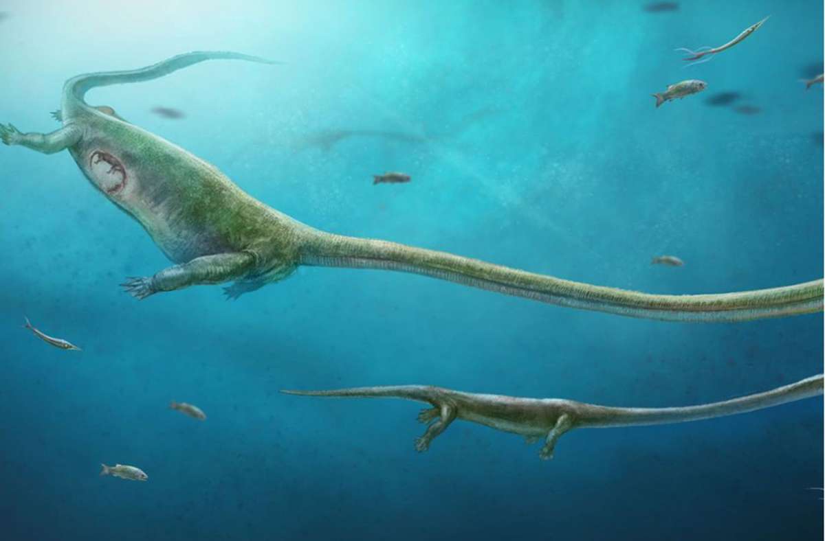 Einige frühe Verwandte heutiger Vögel und Krokodile gebaren ihre Jungen offenbar lebend. Das zeigt ein etwa 245 Millionen Jahre altes Fossil eines schwangeren Meeresreptils.