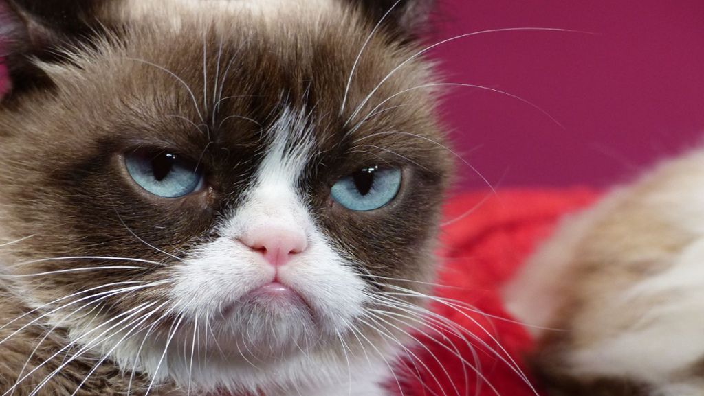 Berühmteste Katze des Internets: Grumpy Cat ist tot