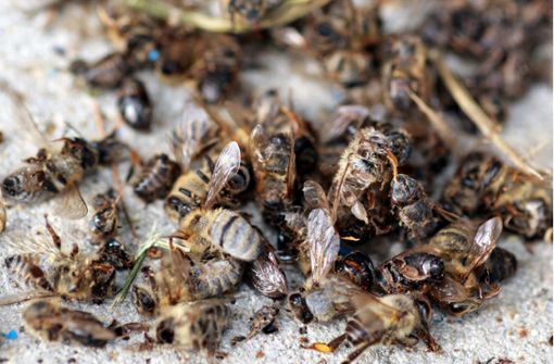 Tote Bienen – Insektenforscher warnen vor drastischem Artensterben auch in Baden-Württemberg. (Archivbild) Foto: dpa/A3446 Patrick Seeger