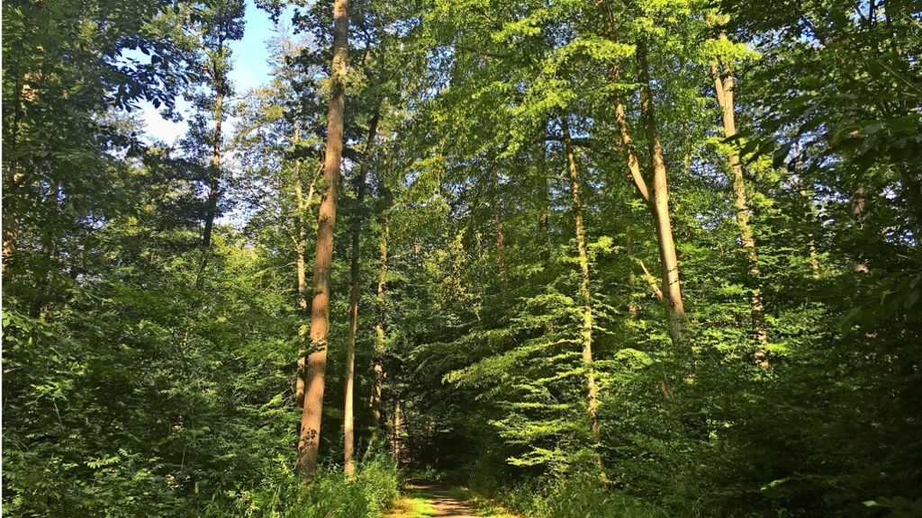 Geheimnisse des Waldes: Besuch bei  Doktor Wald