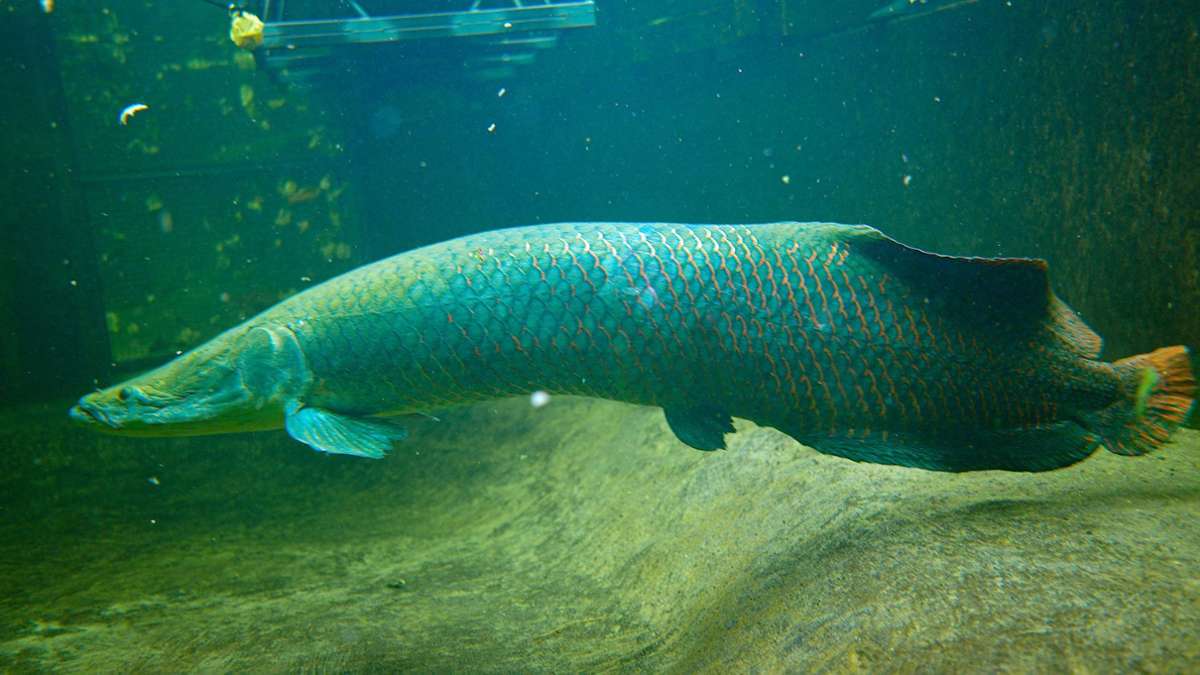Einzug der Giganten: Duisburger Zoo beheimatet riesige Raubfische