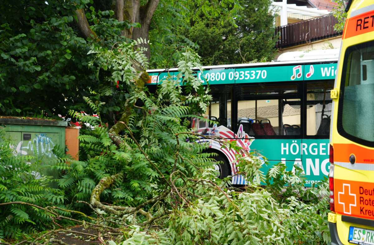 Der Bus war frontal gegen den Baum gefahren...