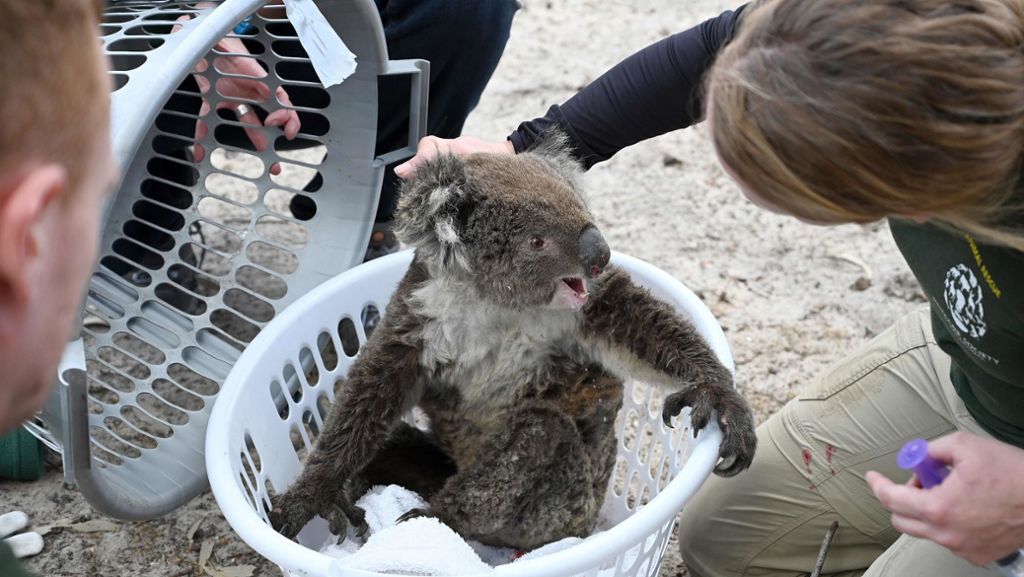 Buschbrände in Australien: Koalas und über  100 andere Tierarten brauchen „dringend Hilfe“