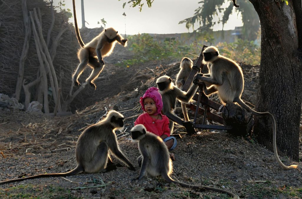 Die Affen kommen täglich, um Samarth in seinem Dorf zu besuchen.