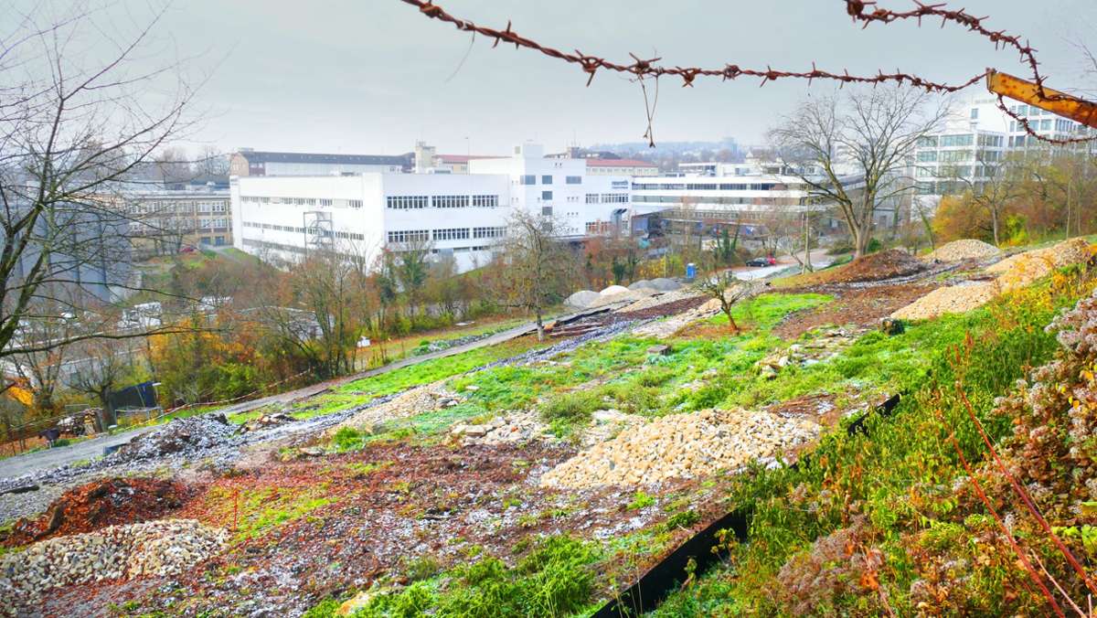 Aufsiedelung Rosensteinquartier: Bäume müssen Eidechsen weichen