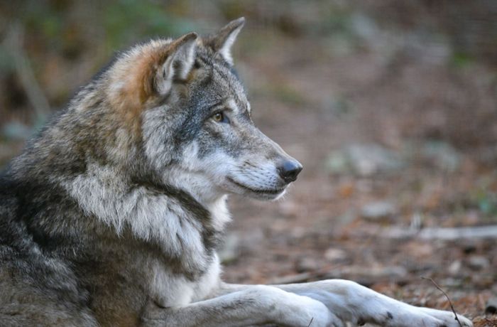 Zweiter Wolf im Nordschwarzwald nachgewiesen