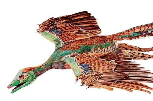 So könnte er ausgesehen haben, der Urvogel Archaeotperyx.    Foto: Bayer. Staatssammlung Foto:  