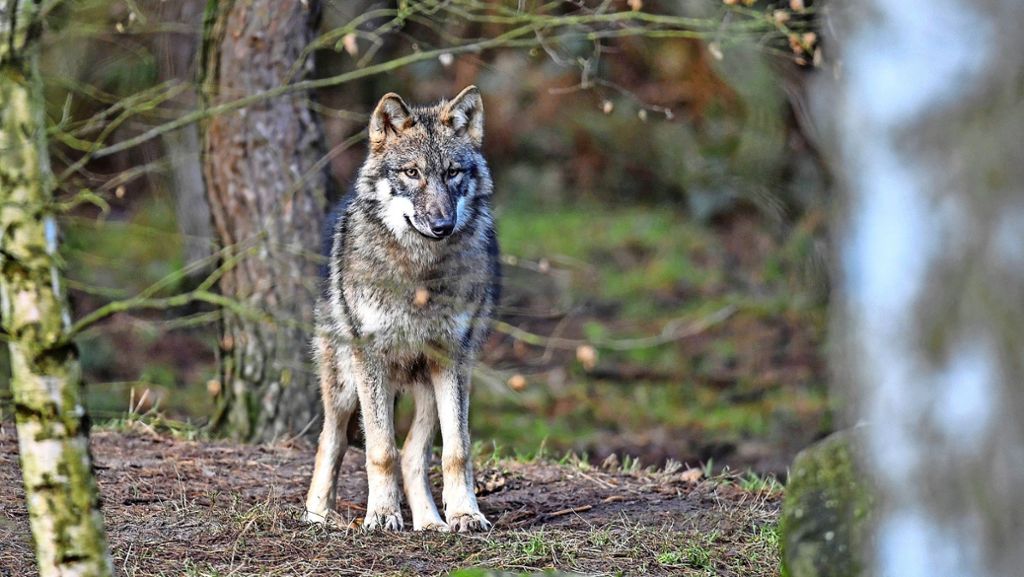 Ein Wolf im Kreis Ludwigsburg: Spürhunde durchforsten Gebiet nach Wolfsspuren