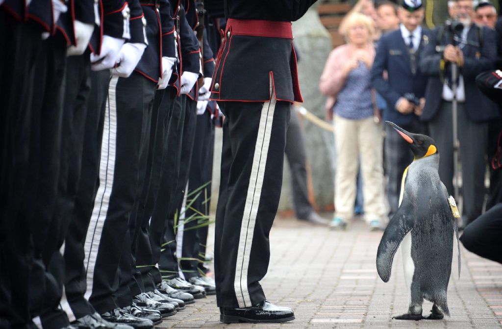 Seit 1972 dient ein Königspinguin aus dem Edinburgher Zoo der norwegisch-königlichen Leibgarde „Hans Majestet Kongens Garde“ als Maskottchen.