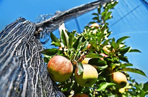 Apfelplantage in Tettnang – nicht immer  stammt  regionaler Fruchtsaft tatsächlich aus der Region. Foto: dpa