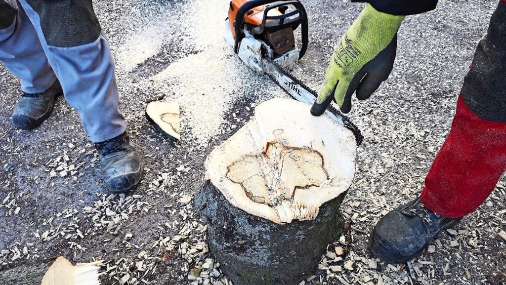 Baumfäulnis in Fellbach: Abgesägte Baumscheibe dient als  Beweisstück