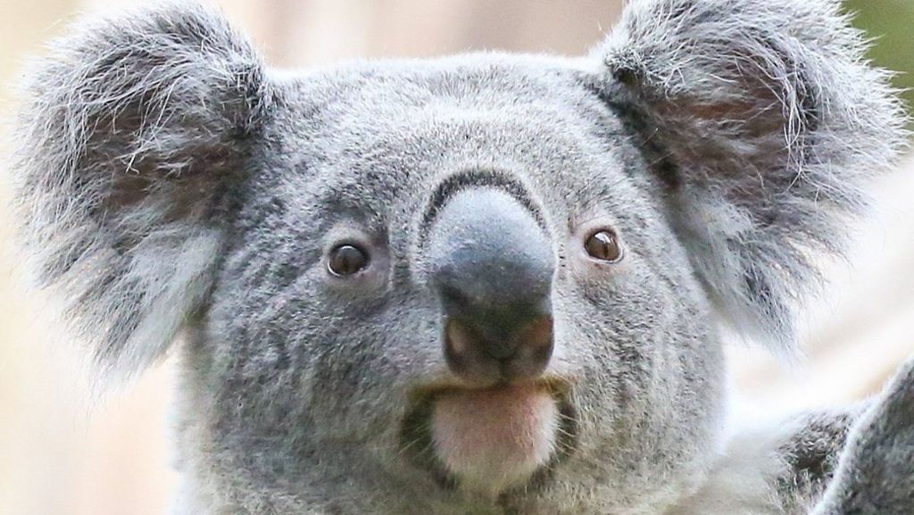 Zoo Leipzig: Ein Artgenosse für Koala-Bär Oobi-Ooobi