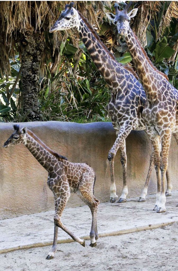 Die Mini-Giraffe ist das Kind von Phillip (Mitte) und Hasina (r.).