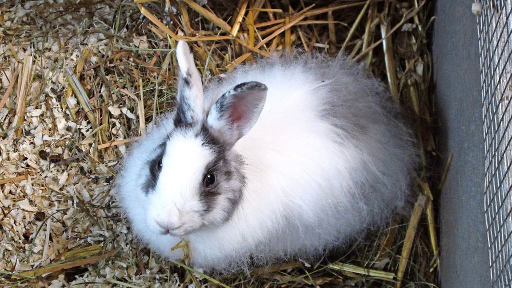 Bericht aus dem Tierheim in Filderstadt: In den Ferien wird das Kaninchen lästig