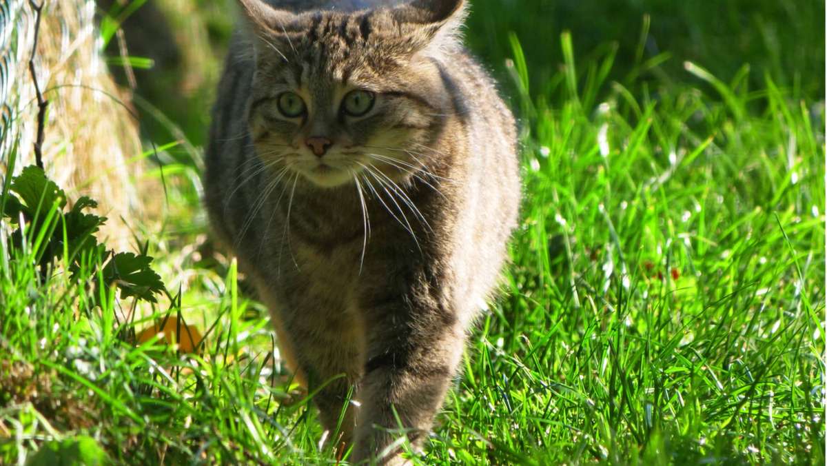 Zeugen im Kreis Dillingen gesucht: Katze beschossen - Projektil steckt in Haut
