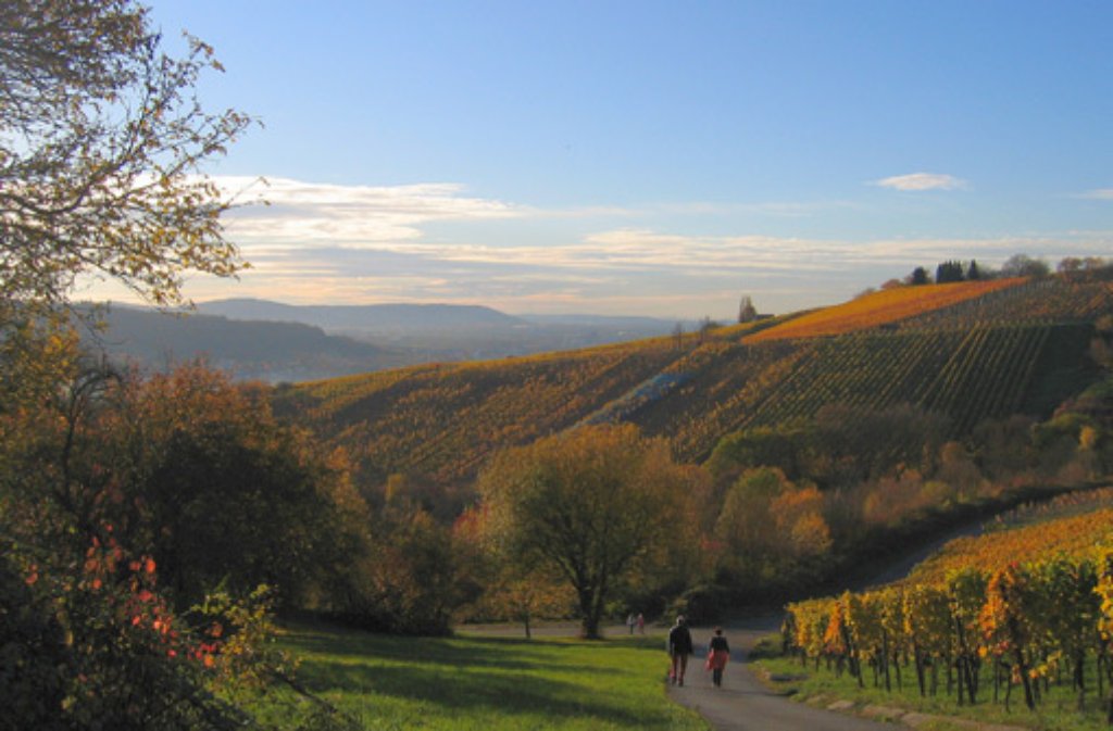Ein Spaziergang in den herbstlichen Weinbergen - besonders schön bei mildem Novemberwetter.