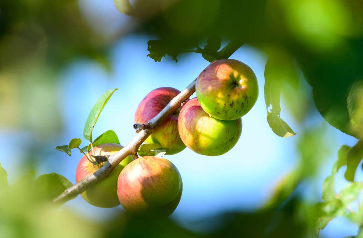 Bei Äpfeln kommt es darauf an, ob man diese regional oder saisonal kauft oder ob es sich um Äpfel von weiter weg handelt. Im Herbst hat ein Kilo Äpfel aus der Region eine Bilanz von 0,3 Kilo CO2-Äquivalenten, im April (wenn es kaum mehr Lagerware gibt) von 0,4 Kilo CO2-Äquivalenten. Ein Kilo Äpfel aus Neuseeland bringen 0,8 Kilo CO2-Äquivalente auf die Waage.