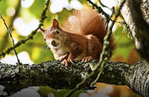 Eichhörnchen sind am liebsten weit oben in den Bäumen unterwegs. Das sollte bei der Platzierung einer Futterstelle berücksichtigt werden. Foto: dpa/Thomas Warnack