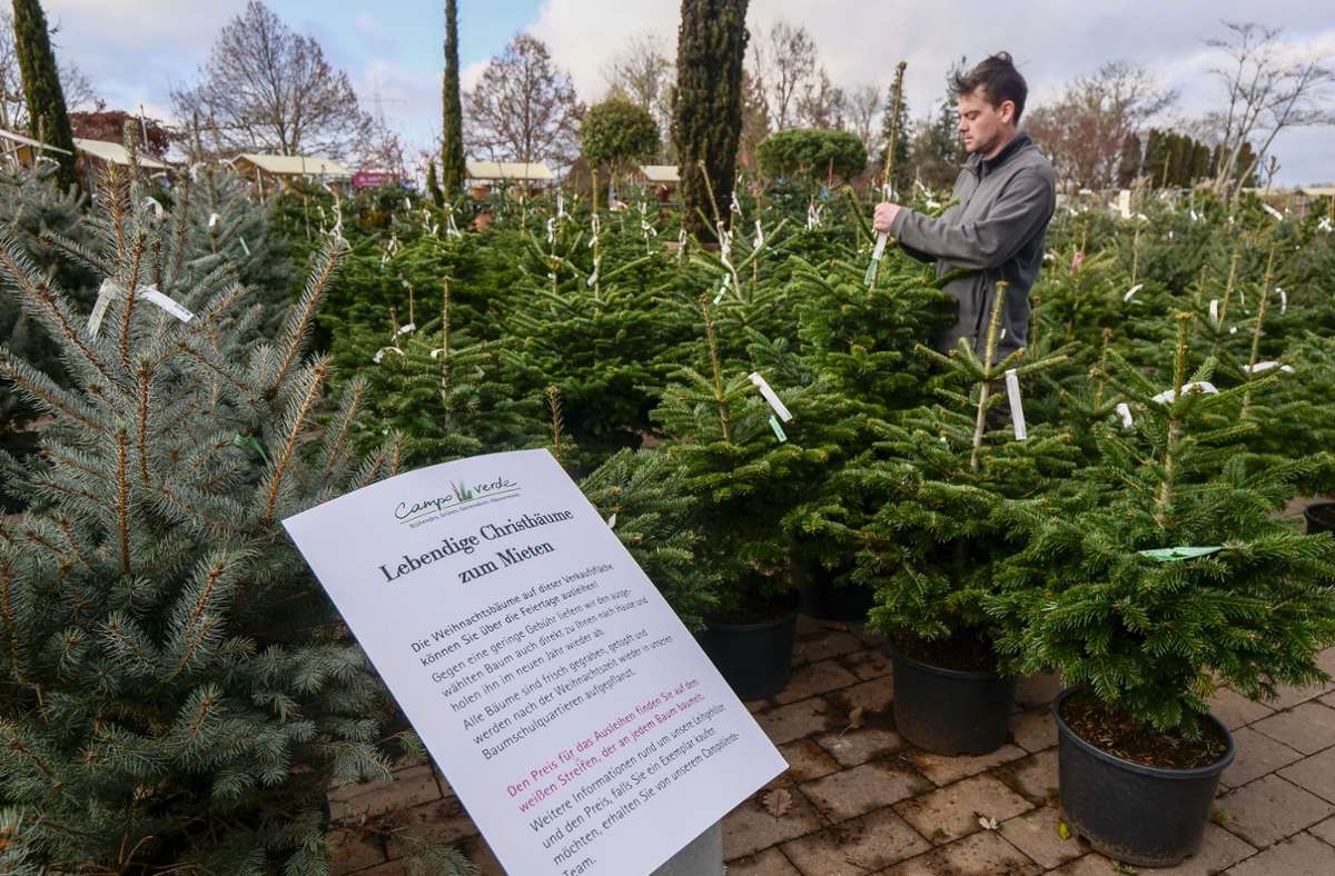 Eine Alternative sind Weihnachtsbäume zum Leihen: Alexander Häussermann bietet dies in Möglingen (Kreis Ludwigsburg) an.