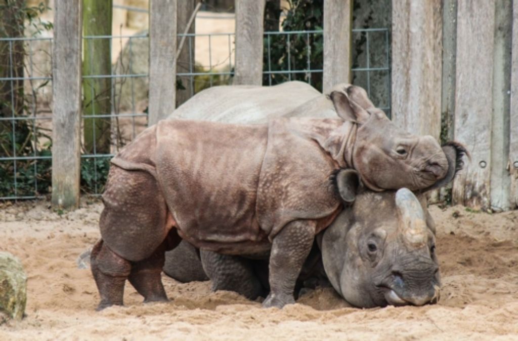 Das Nashornkalb Savita („Sonne“) wog bei seiner Geburt rund 50 Kilo – inzwischen hat das Tier sein Gewicht versechsfacht. Hier spielt es mit seiner Mutter Sani.