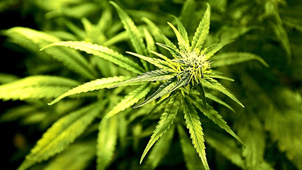Drogen als Zugabe: Cannabis am Kiosk