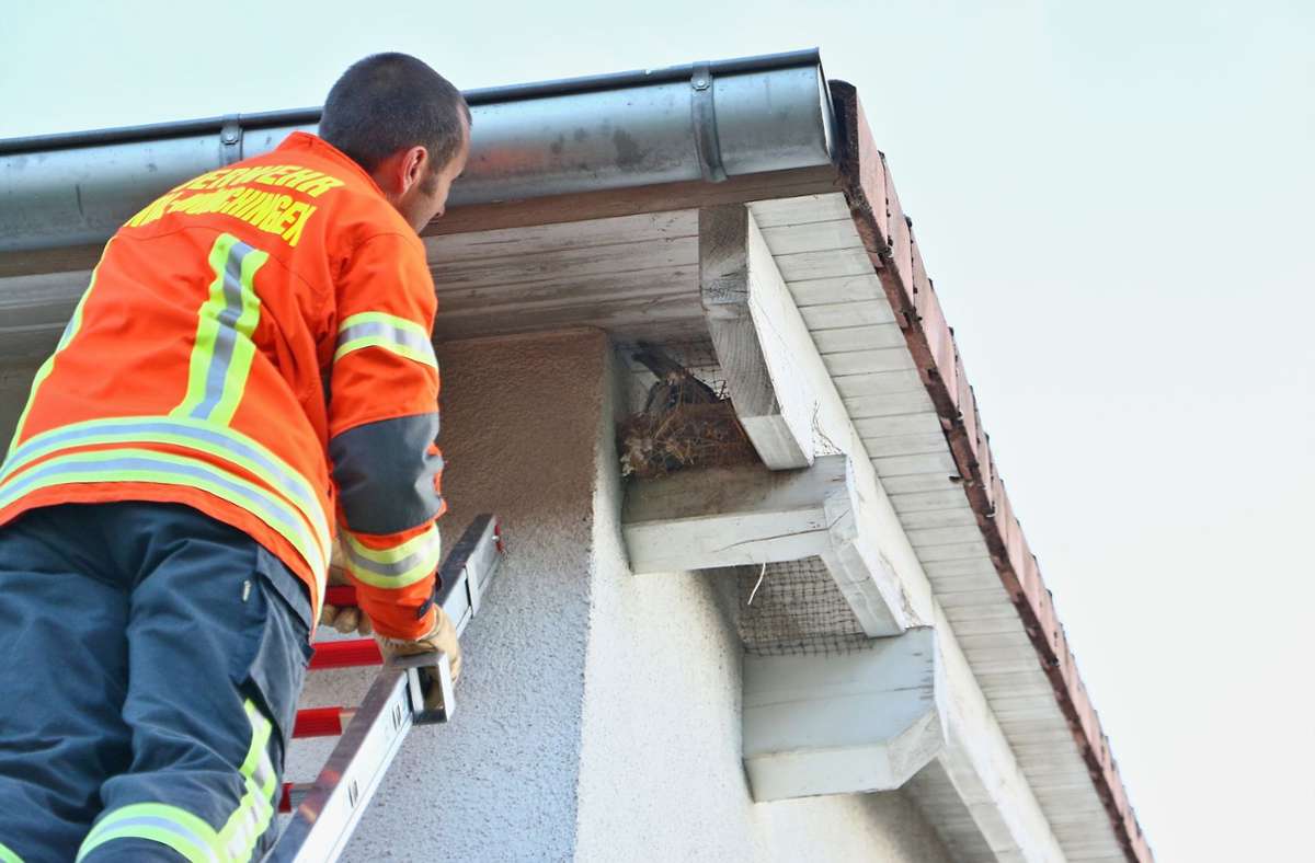Ein Feuerwehrmann der Abteilung Münchingen stieg mit einer Leiter zu dem Vogel hinauf.
