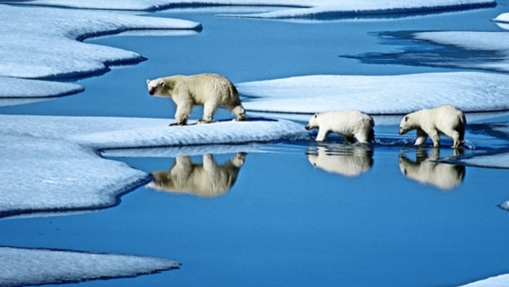  Die weißen Bären sind vom Klimawandel und dem damit verbundenen Schwinden des Meereises stark betroffen. Die Nachteile können sie nicht durch körpereigene Energiesparmaßnahmen wettmachen, wie jetzt eine Studie ergeben hat. 