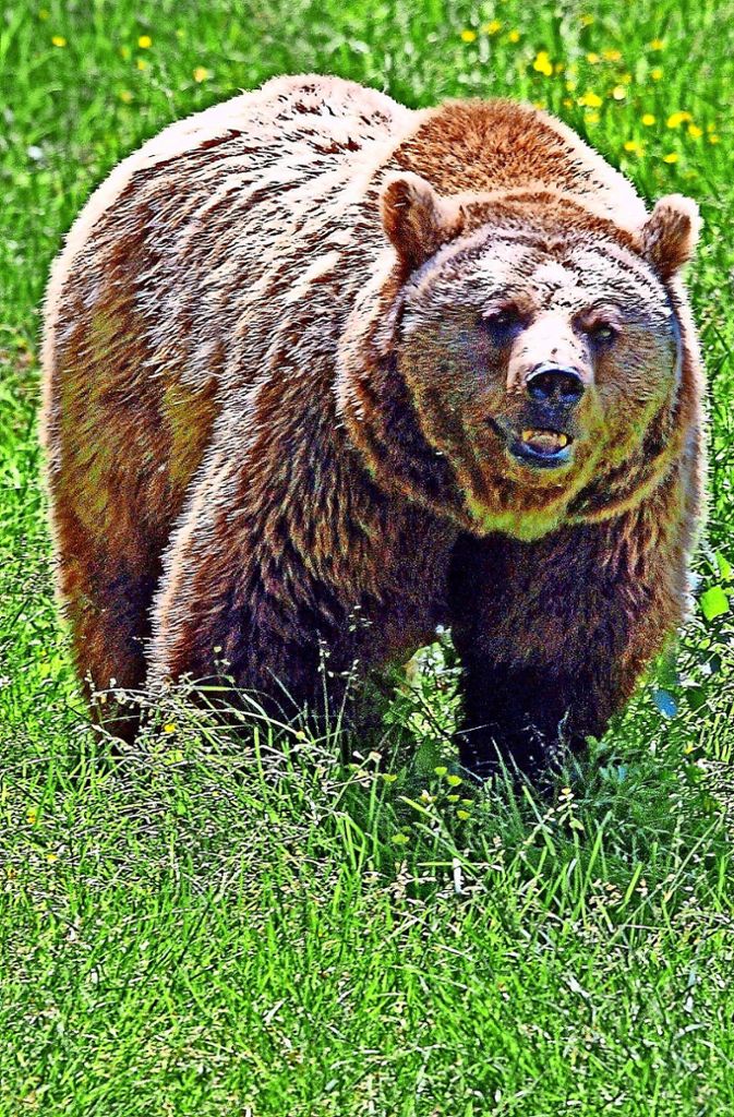 Auf der russischen Halbinsel Kamtschatka sind Bären beobachtet worden, die der Geruch von Kerosin anmacht.