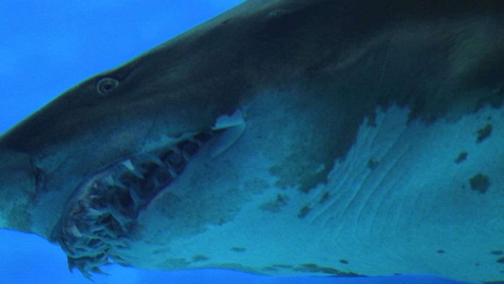 Beim Schnorcheln ins Bein gebissen: Hai attackiert Britin im Südatlantik