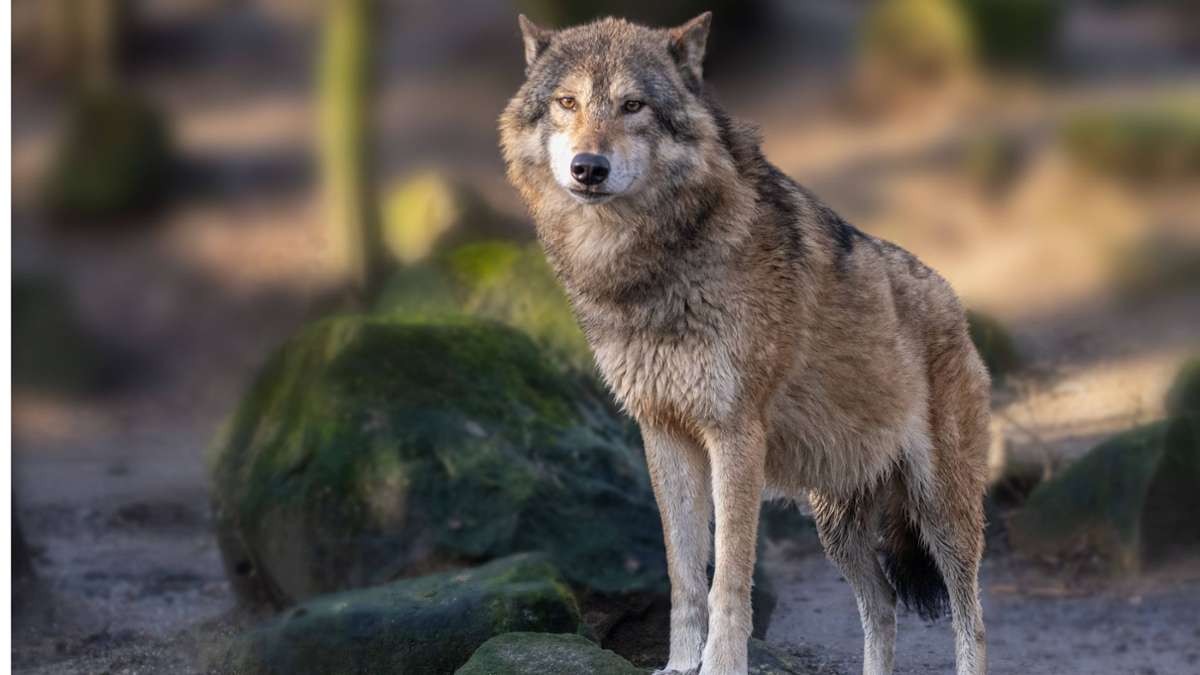 Forbach im Kreis Rastatt: Wolf nach Riss von Schafen auf Bewährung –  Abschuss möglich